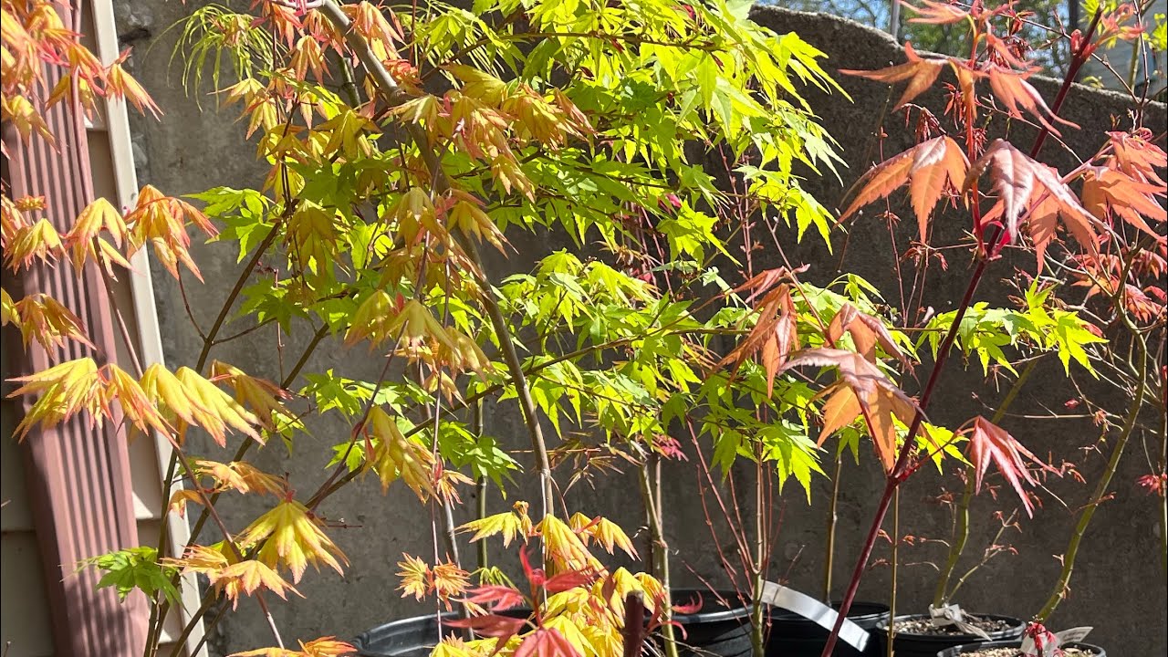 Weekly Leaf Report 4/13/25 - Japanese Maple Garden in Early Spring