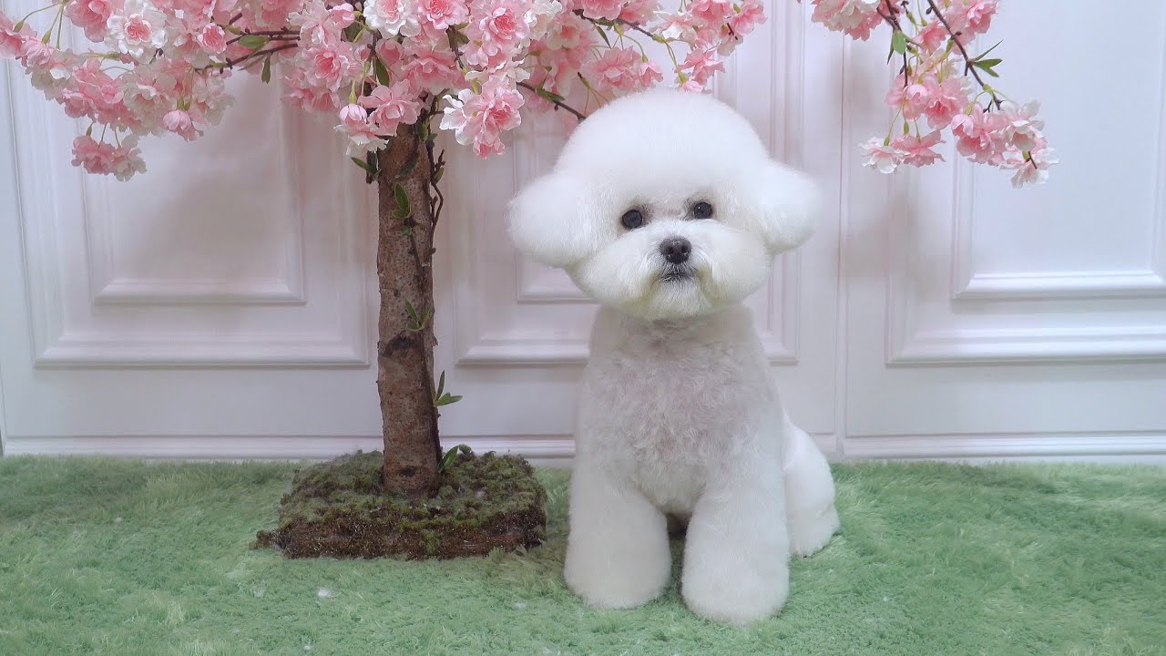 달콩이의 귀툭튀❤️(bichon frise grooming)