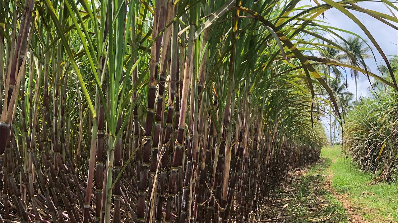 Sugarcane Variety 272 | Fast Cropping Variety Highly Tolerant sa Herbecide