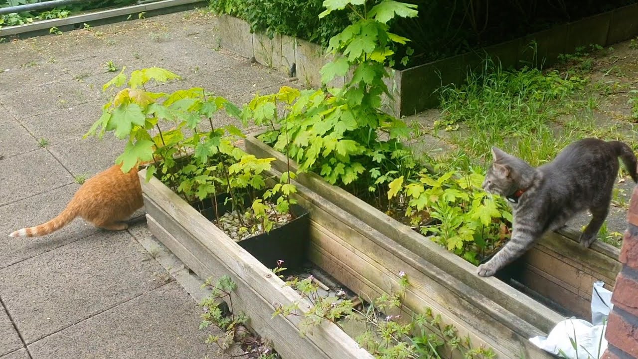 Playful cats stalking each other