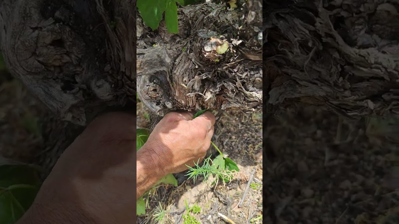 Poda en verde de Viña en vaso