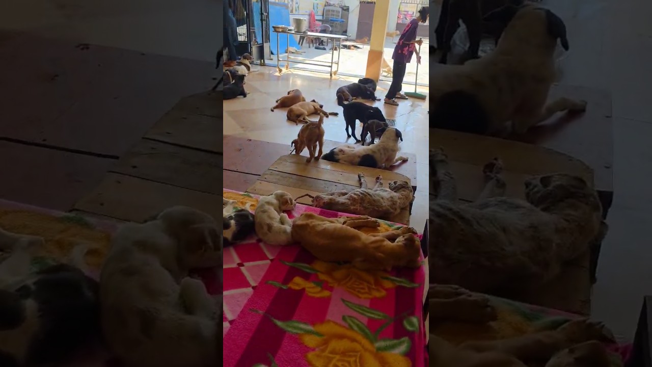 हे पशुपतिनाथ हमे इन जीवों की निस्वार्थ: सेवा करने की शक्ति देना ।।🙏#shorts #reels #animalshelter