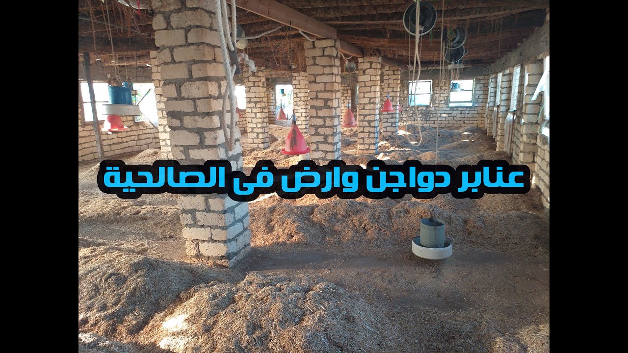 40 قيراط وعنابر دواجن للبيع فى الصالحية بالشرقية