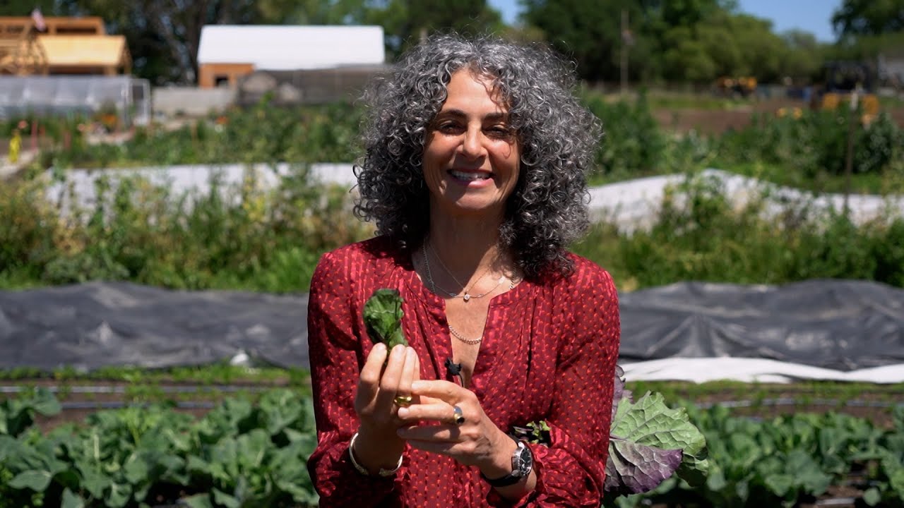 Harvesting Health: Leafy Greens, Purple Collards and Kale - America's Heartland