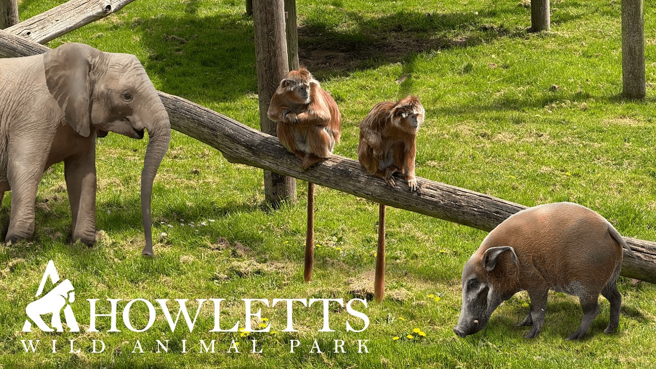 HOWLETTS Wild Animal Park FULL Walkthrough 2025