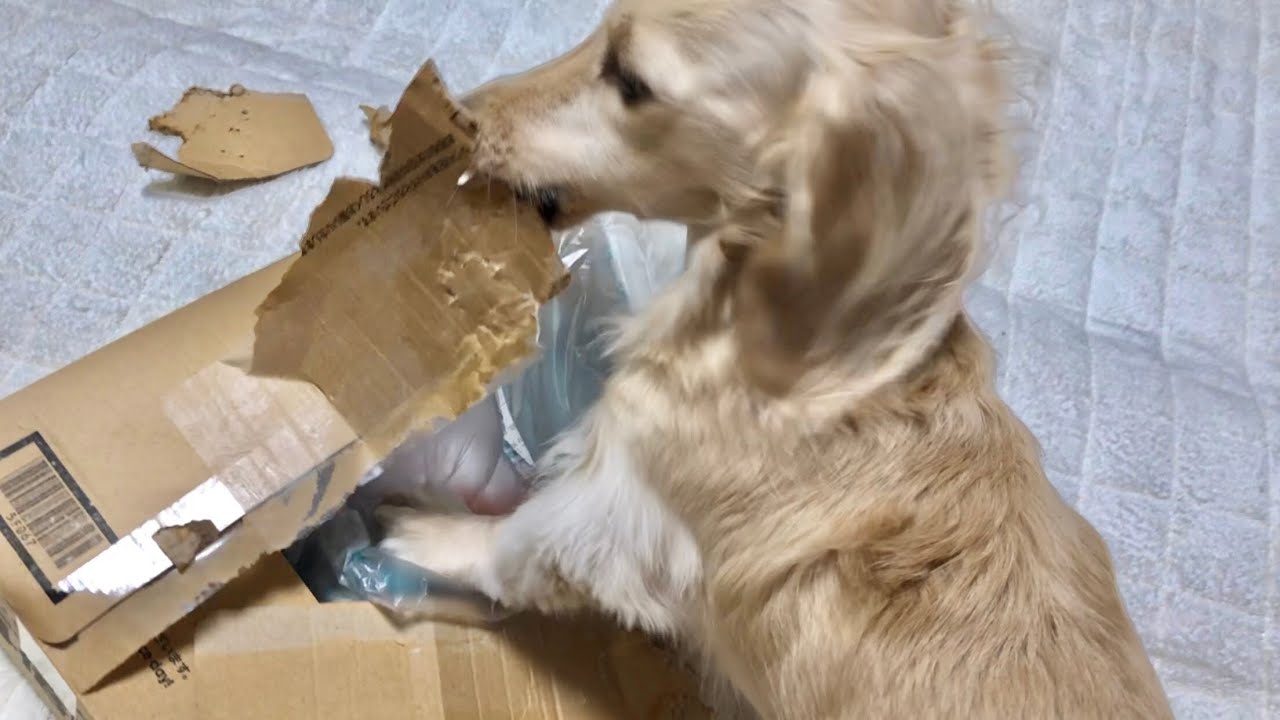 【ダックス多頭飼い！ダンボール箱を破壊してストレス発散する盲目犬】シニア犬と盲目犬の日常