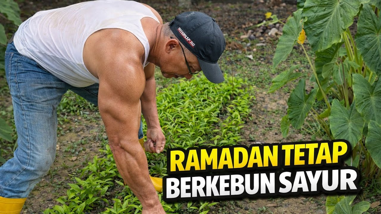 RAMADAN TETAP BERKEBUN SAYUR#kebun #ramadan 