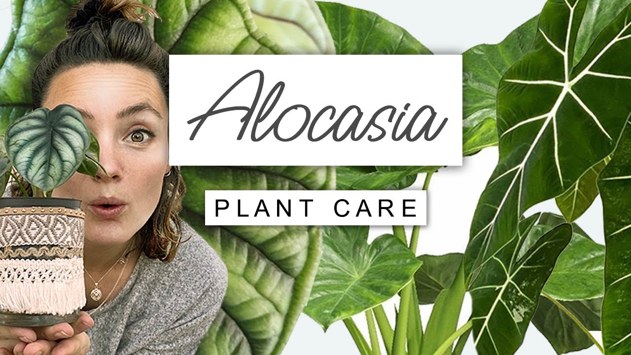 Alocasia Plant Care Guide 🌱 Care TIPS For Elephant Ear