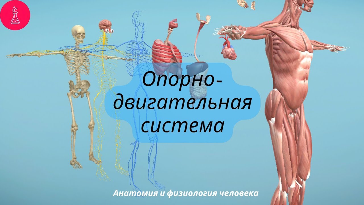 Анатомия и физиология человека | Опорно-двигательный аппарат | Физиология мышечного сокращения