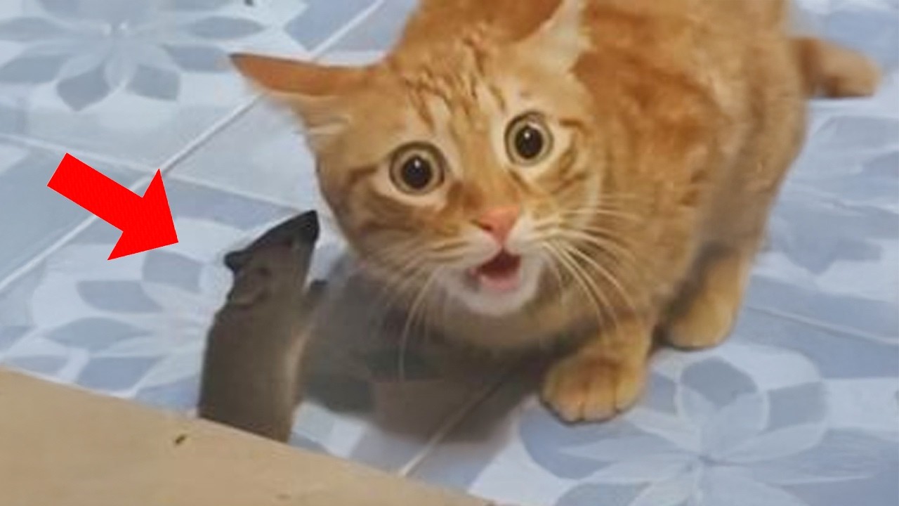 When Cat vs Mouse Makes a Real Comedian Film 😹🐭🎬 | Tom and Jerry Real Life