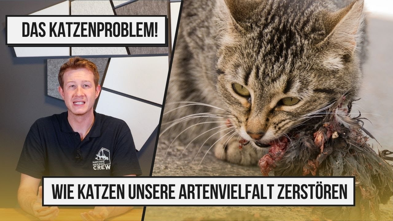 Das Katzenproblem! Wie Katzen unsere Artenvielfalt zerstören.