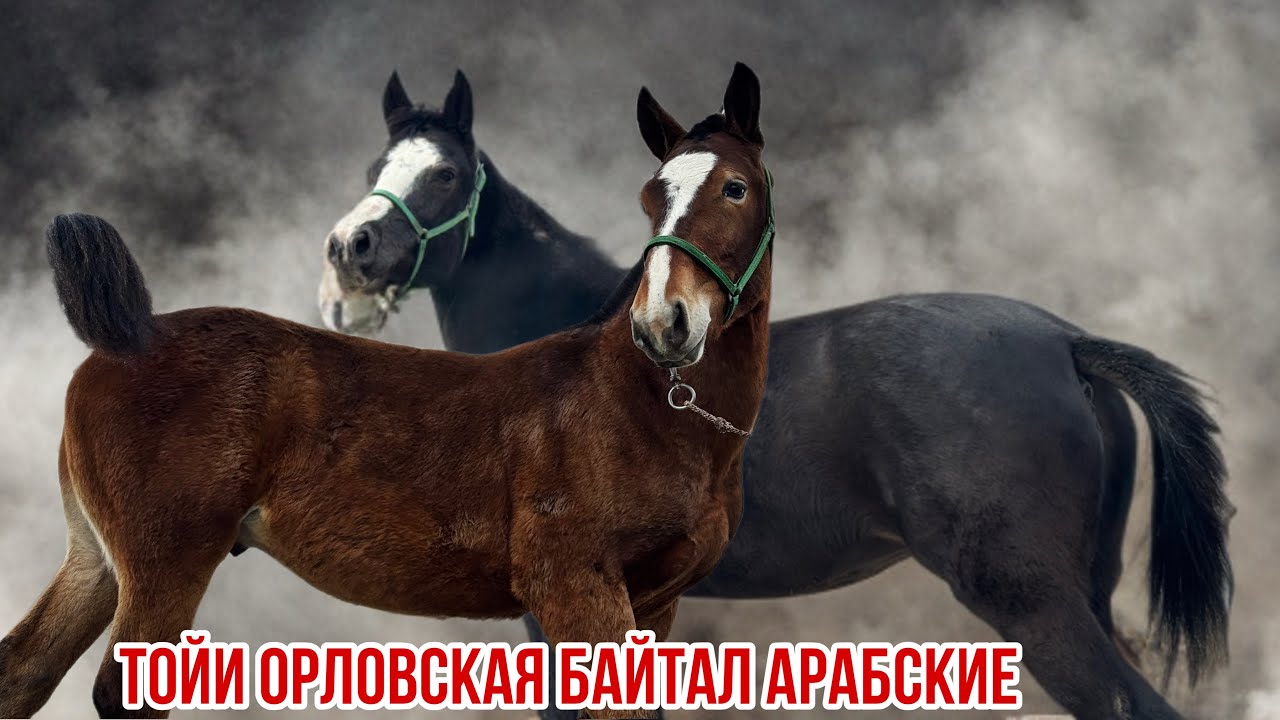 Тойи Орловская байтал Арабские 5 января 2026 г.