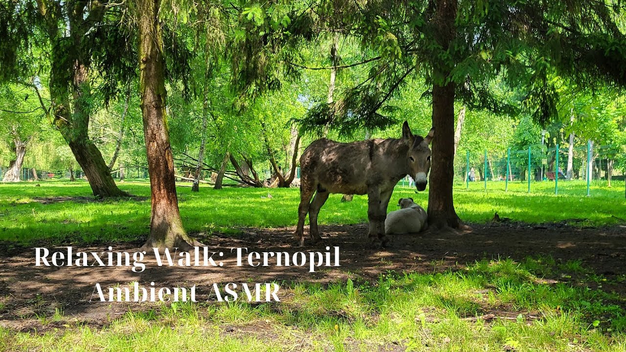 Morning Walk in Sopilche Park | Nature Sounds & Soft Music | Ternopil, Ukraine