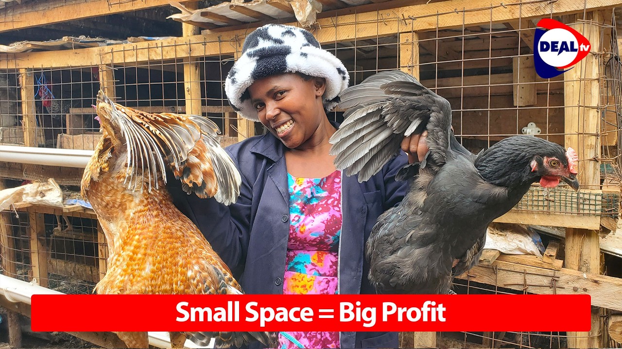Earn 5M Monthly with Cage Chicken Farming in a Small Space