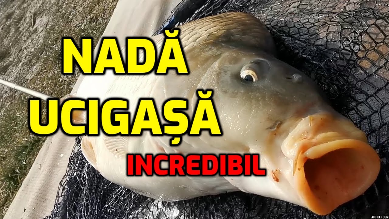 O nadă ucigasa pentru pescuit la crap si caras