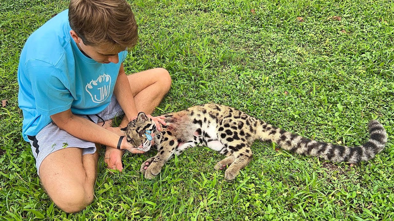 MY BABY LEOPARD IS SICK WITH DEADLY INFECTION ! WILL SHE MAKE IT ?!