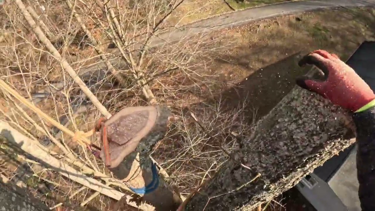 Tree Climbing in Southeastern, KY.