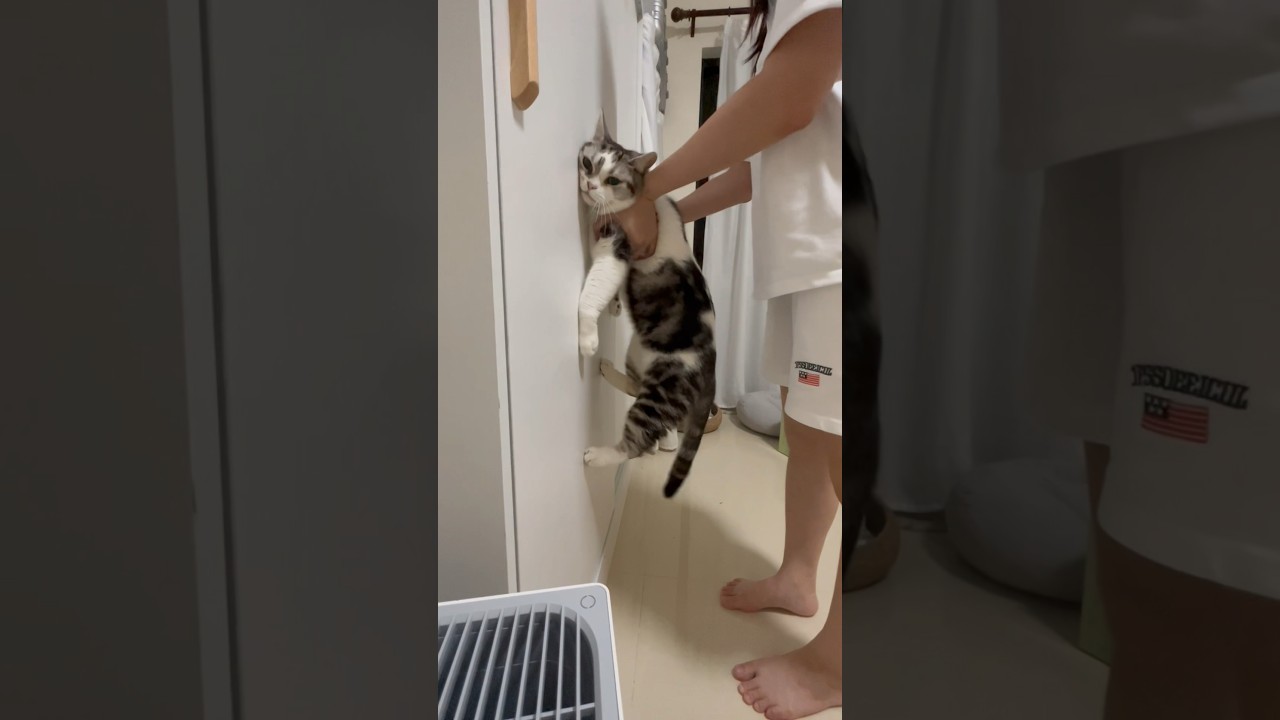 Cat IQ Test #cats #funny #shortsvideo #shorts #short