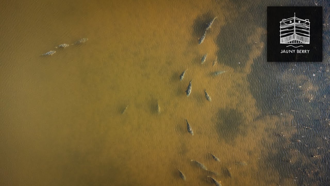 Pêche de la CARPE en DRONE à l’Étang du Soleil.