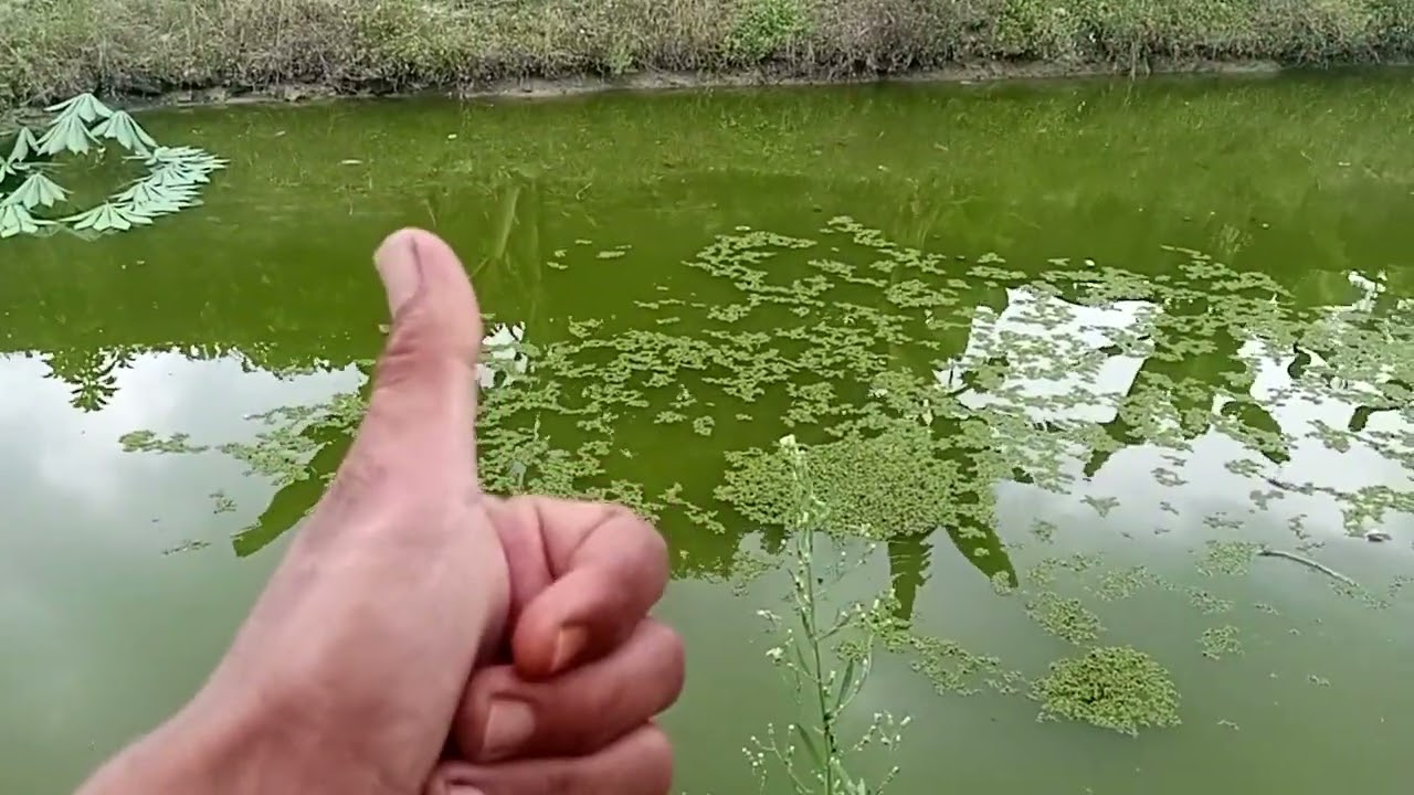 Pakan alternatif azola untuk ikan patin..pakan gratis jadi cuan...jos