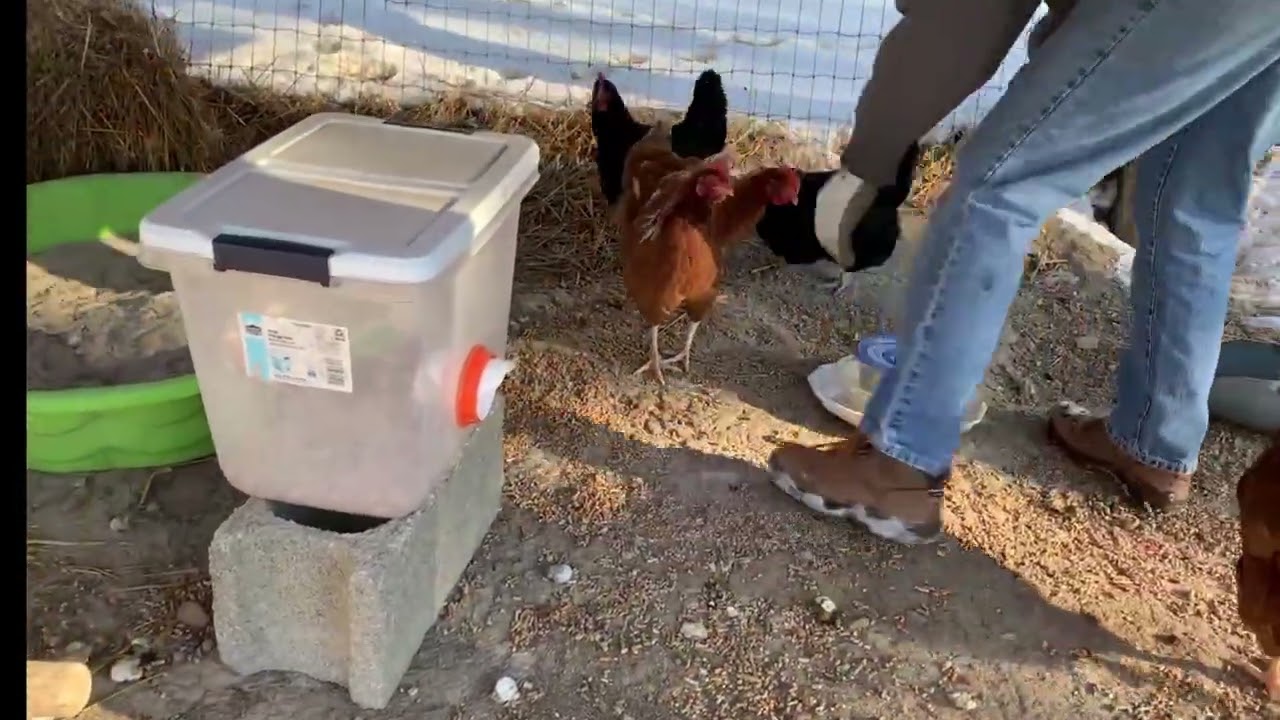 Carol | The Chicken Whisperer