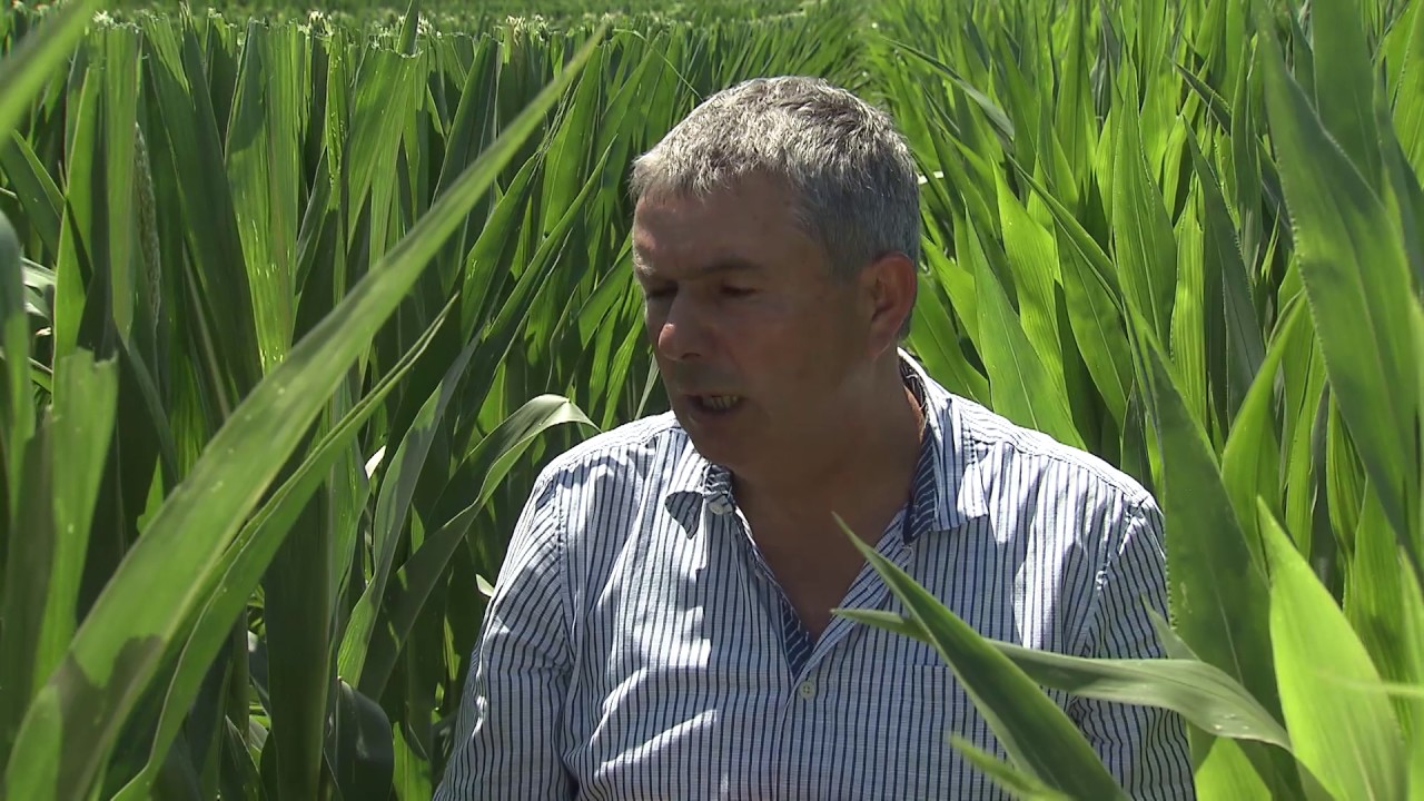 KWS -  Planificación y Producción Semilla Maíz