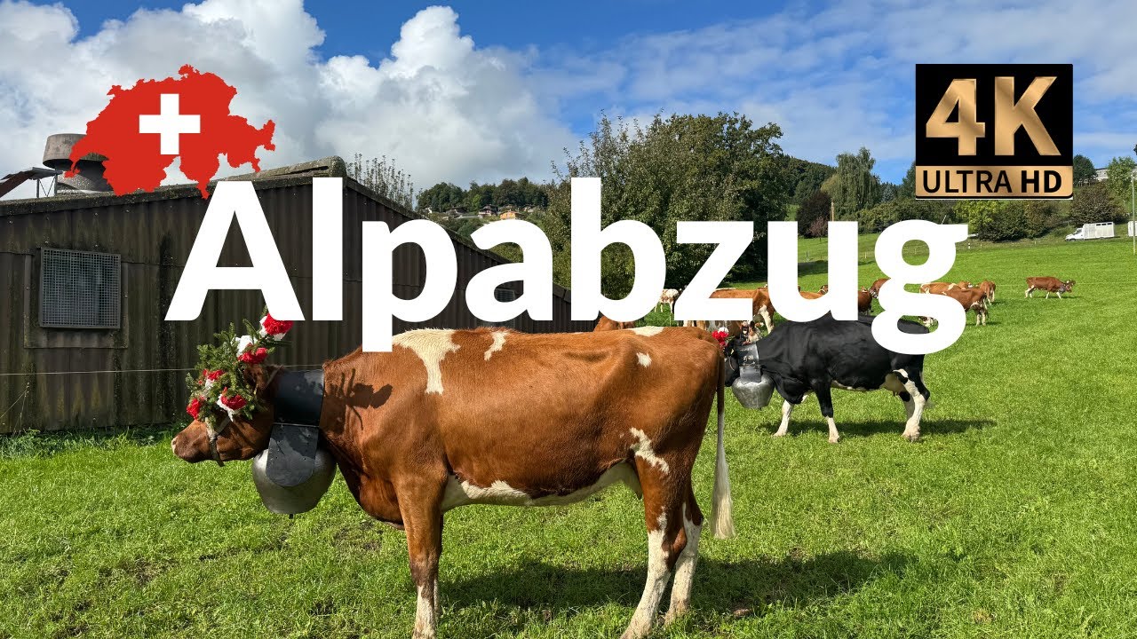 Alpabzug / Desalpe in Switzerland 2025 - Cows Come Down from the Alps!