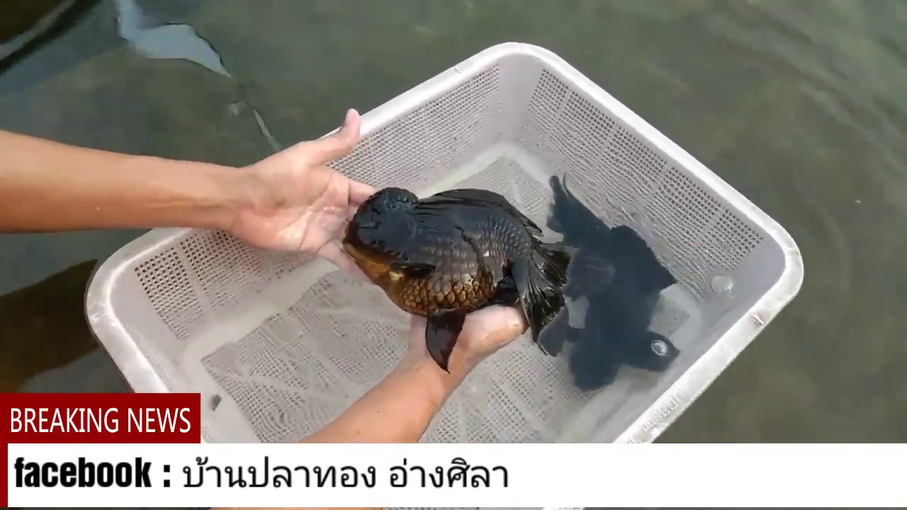 มาคัดปลาฮยักษ์ที่ฟาร์มราชบุรี @ บ้านปลาทอง อ่างศิลา