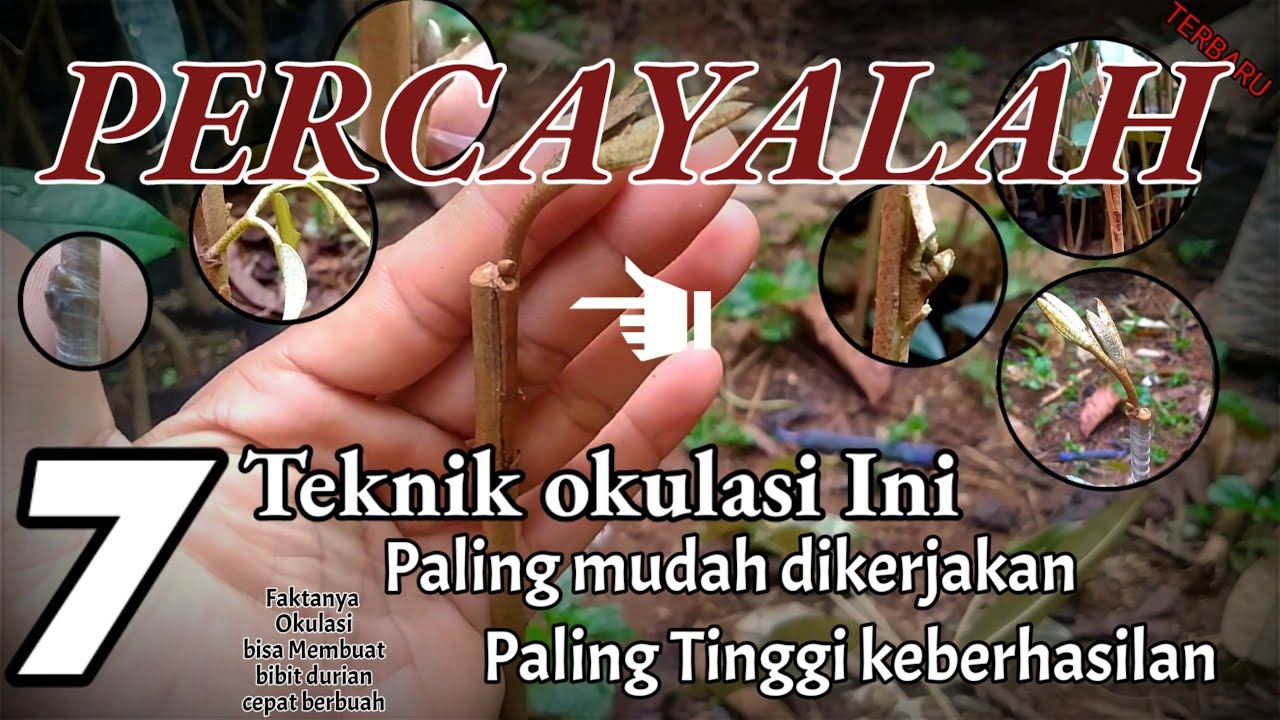 Tujuh Cara okulasi BIBIT Durian
