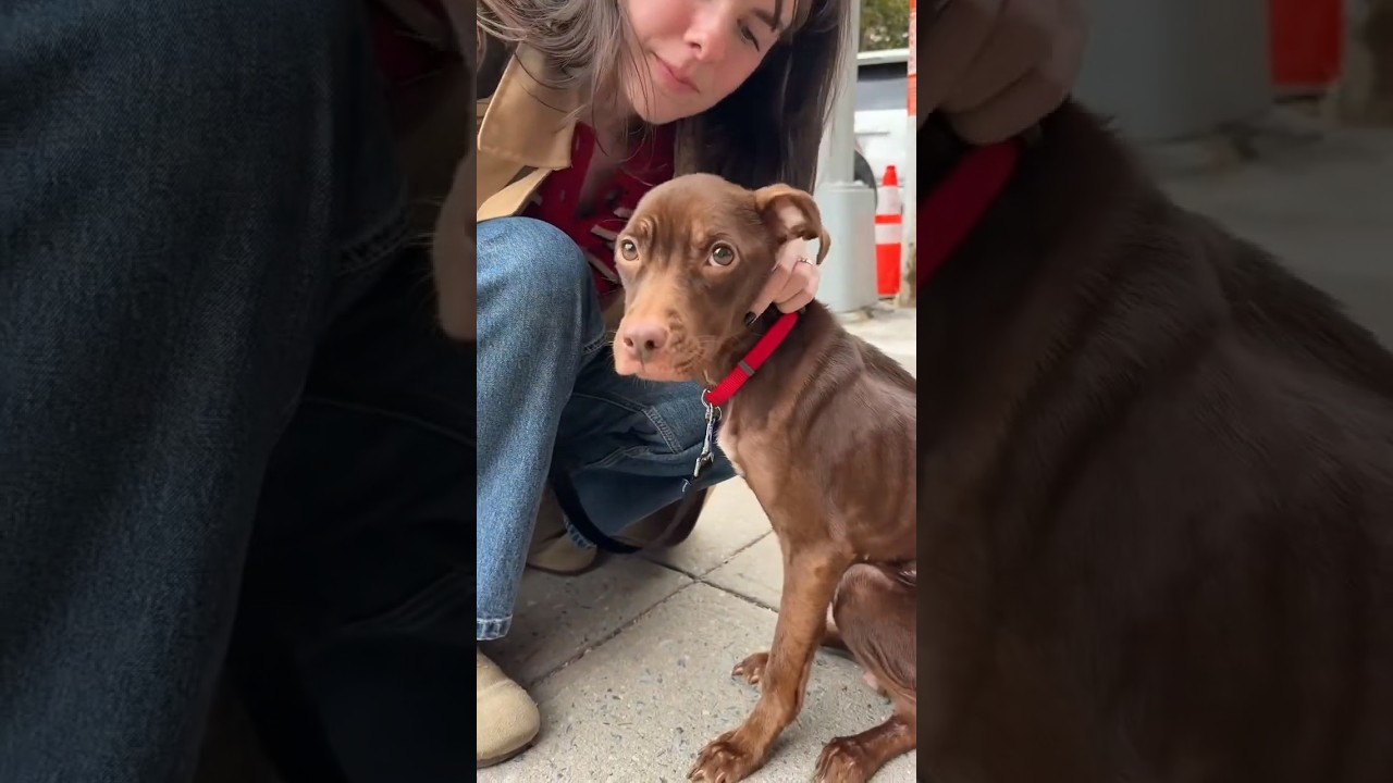 This dog is incredibly special. I can&rsquo;t wait to watch her heal🥹@Animal Care Centers of NYC#fosterdog
