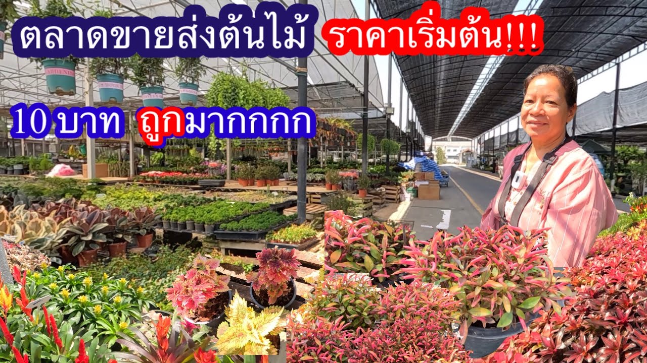 ตลาดต้นไม้ทำเองขายเองราคาถูกเริ่มต้นที่10บาท อ.บางใหญ่ จ.นนทบุรี
