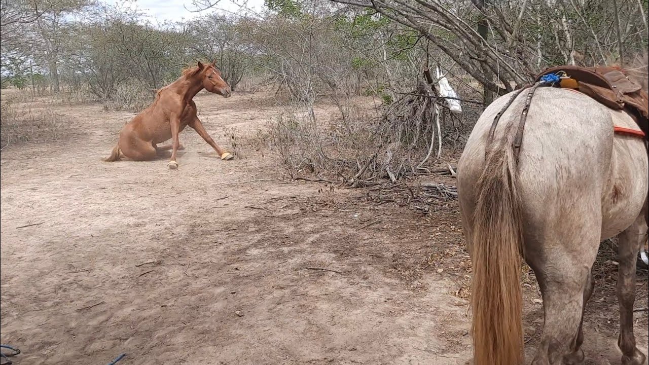 Pegando o bezerro 