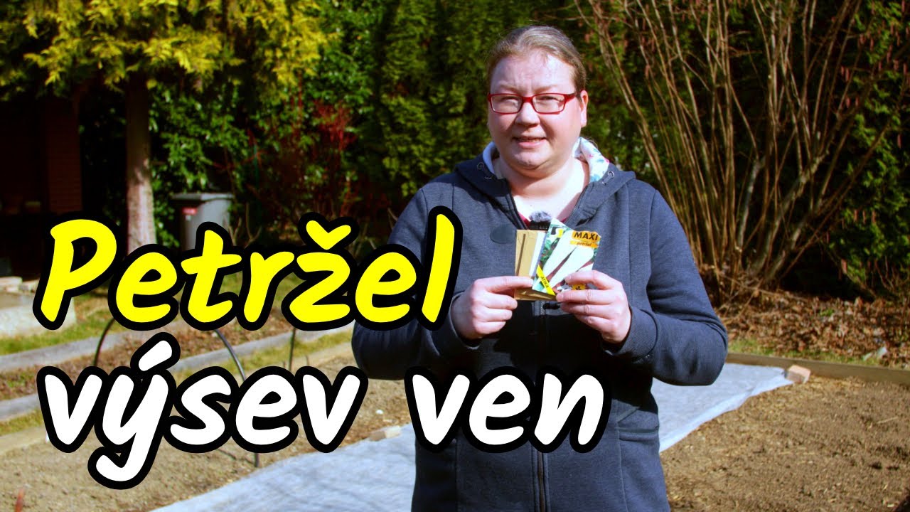 🧐💡Jak správně vysévat PETRŽEL? Výsev petržele na venkovní záhon