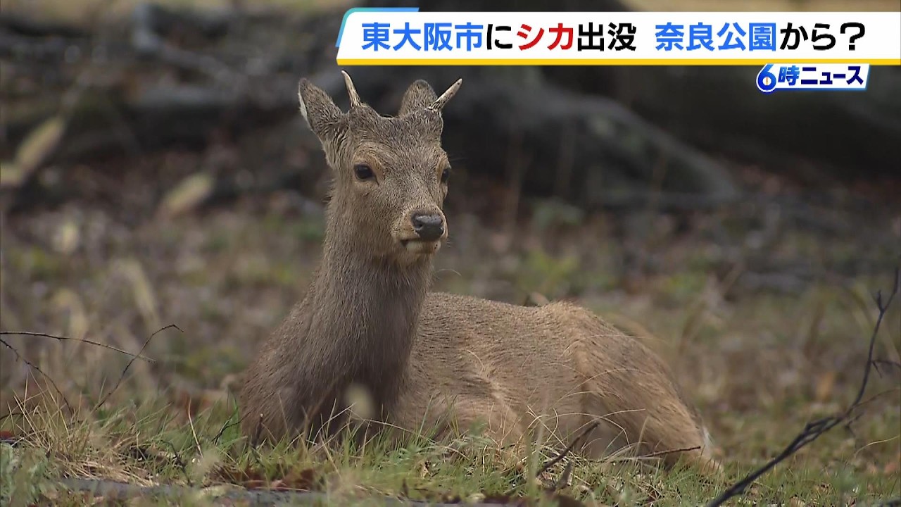 【異例】東大阪市で『シカ目撃』相次ぐ　奈良公園から“縄張り争い”に敗れ流出してきたか…奈良のシカは“えさやり”で過去最多　東大阪市が注意呼びかけ（2026年3月18日）