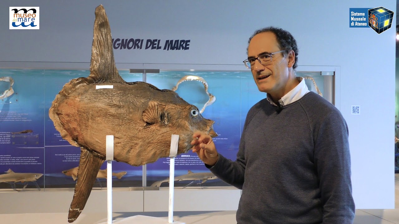 I TESORI DEL MARE 2 - Il Pesce Luna