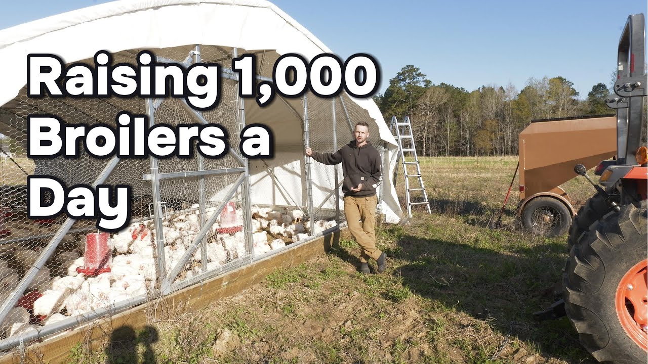 How We Raise 1,000 Broilers a Day - A Look Inside Our Pastured Poultry Operation!