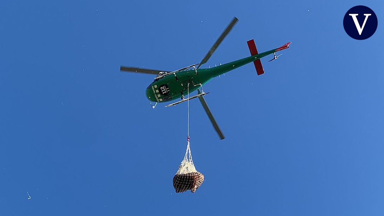 'Operaci&oacute;n Ternero'. Agentes rurales salen a la caza de 14 becerros fugados