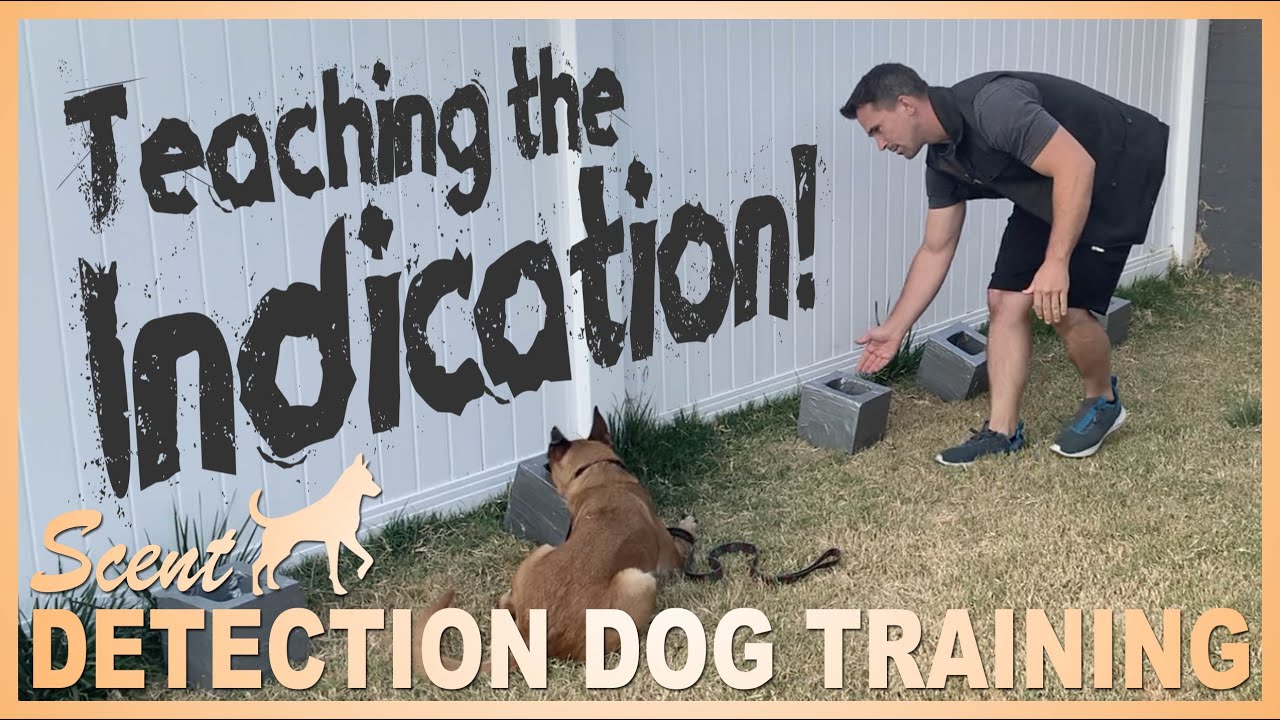 How to Teach Your Dog to Indicate on The Odor! Episode 6
