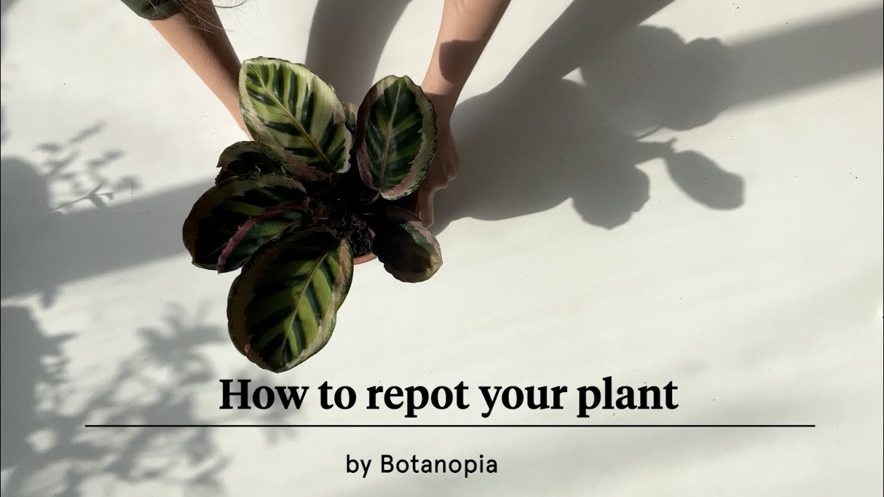 How to repot your plant 🪴