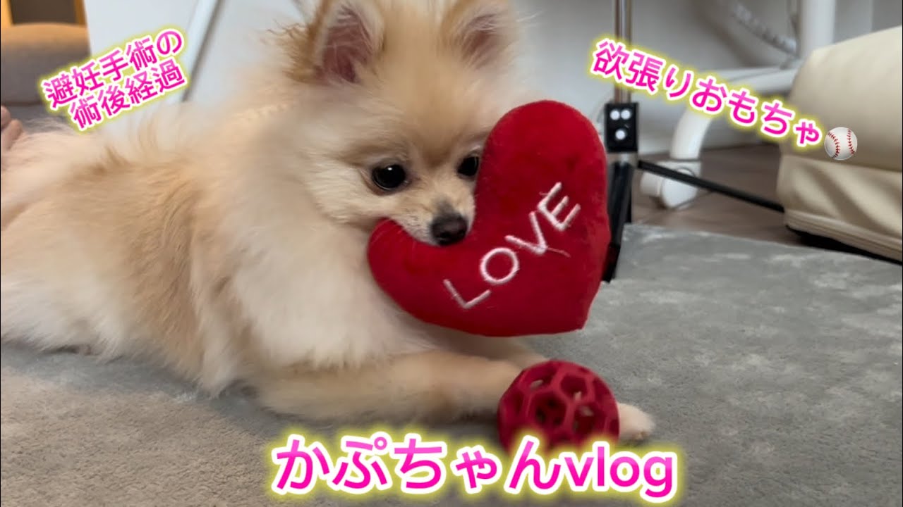 【欲張りワンコが可愛すぎる♡】かぷちゃんvlog