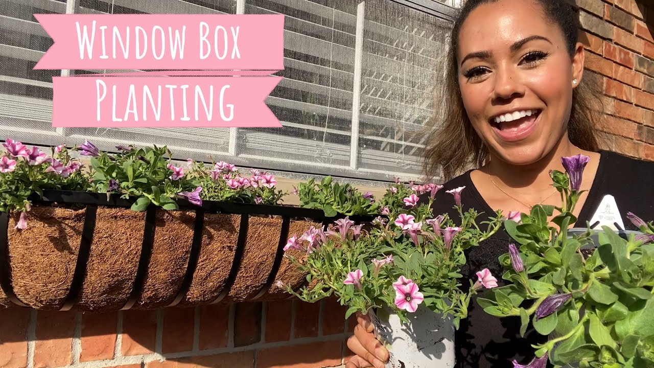Window Box Planting for Full Sun 🌸