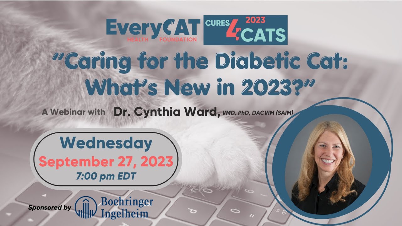 Caring for the Diabetic Cat: What’s New in 2023?