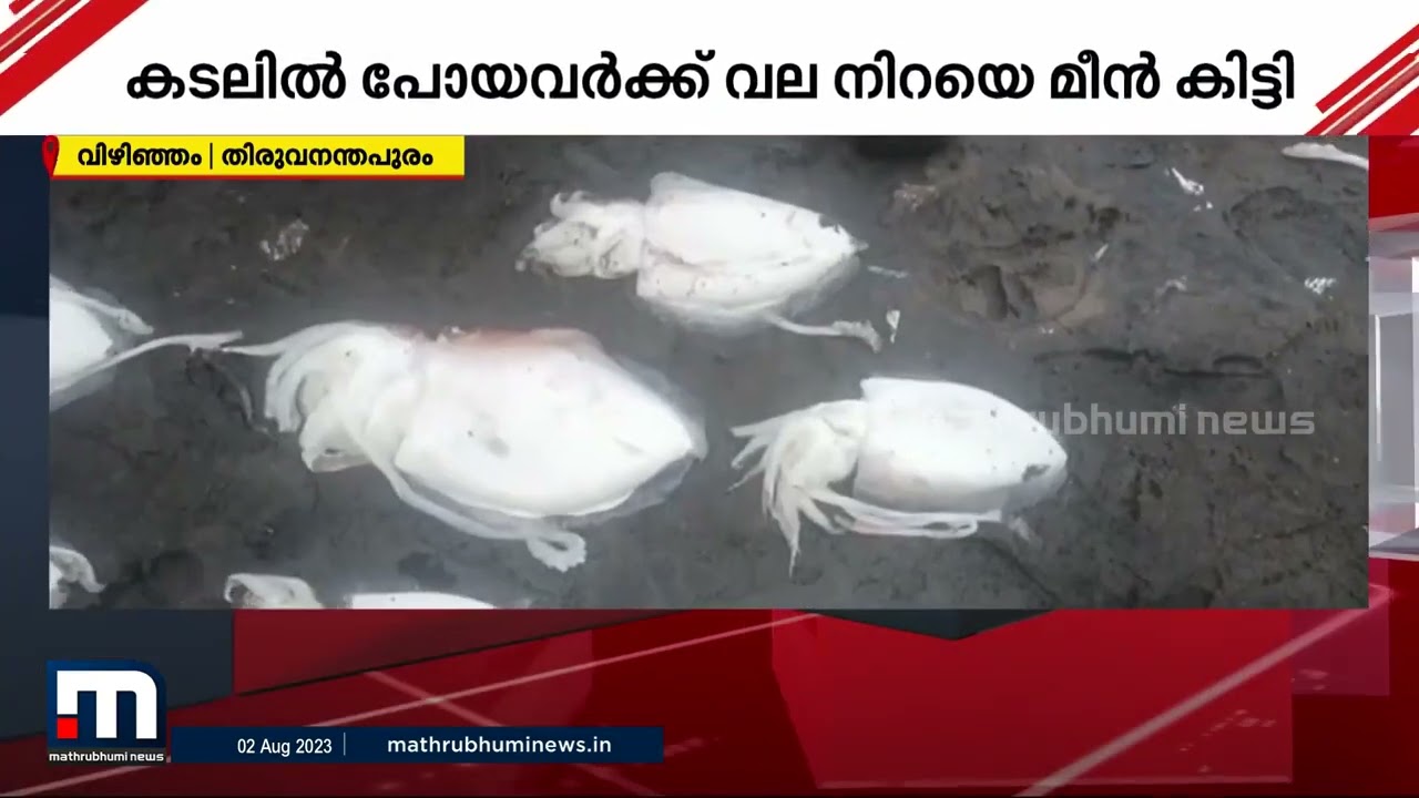 വിഴിഞ്ഞത്ത് കണവ ചാകര; വള്ളം നിറച്ച് ചതക്കണവ | Vizhinjam | Fishing