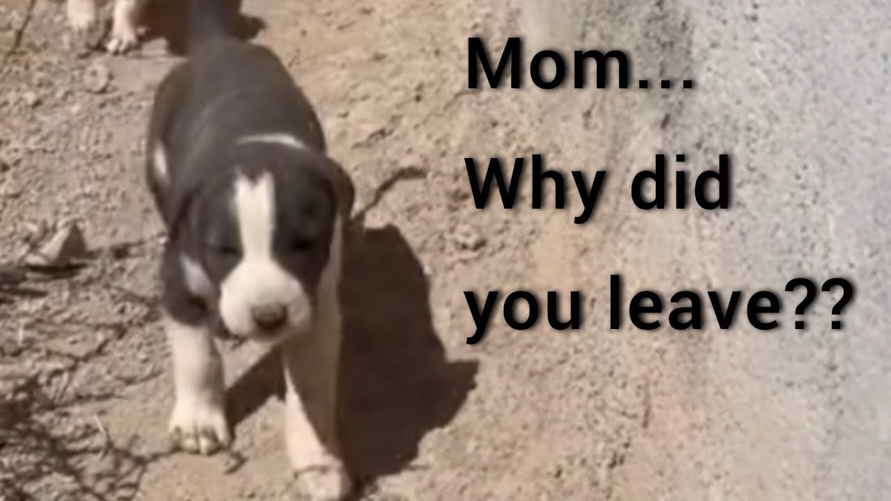 stolen Mother Dog : Newborn Puppies rescue mission.