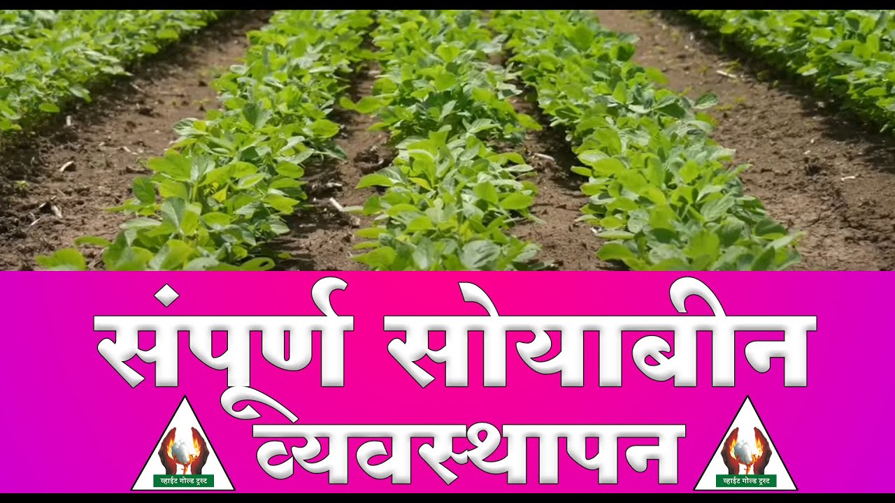 संपूर्ण सोयाबीन व्यवस्थापन -श्री गजानन जाधव