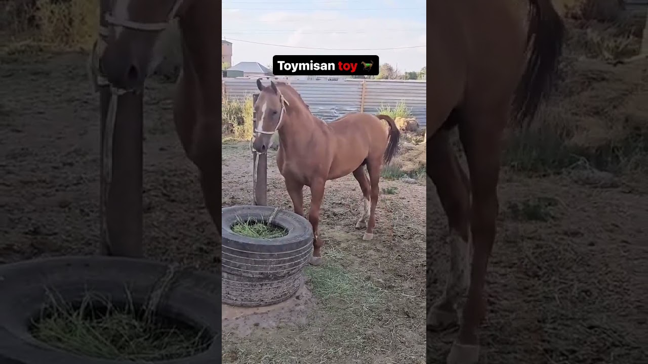 #horse
