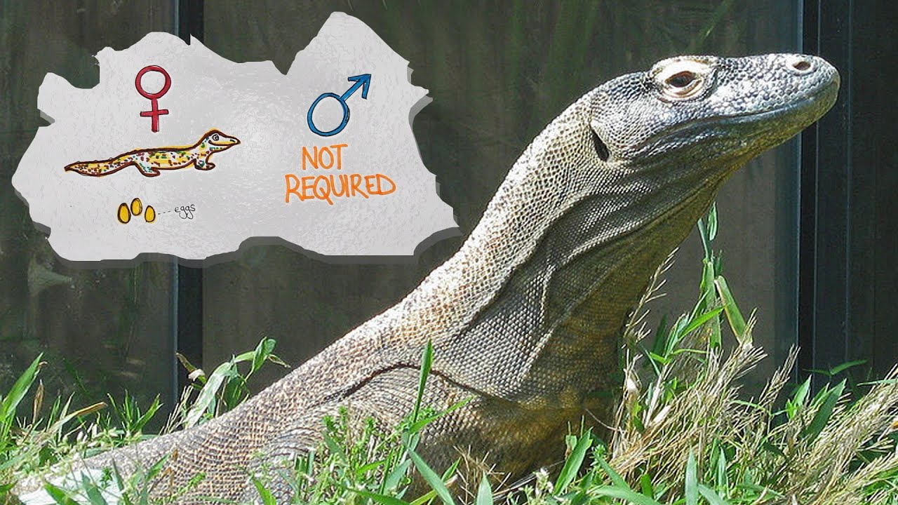 Reproducing Without A Male | Parthenogenesis