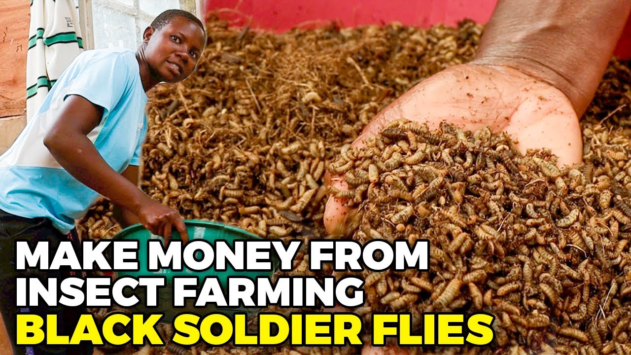 How to Make Money From Farming Insects: Why Black Soldier Fly Farming is Popular among Farmers