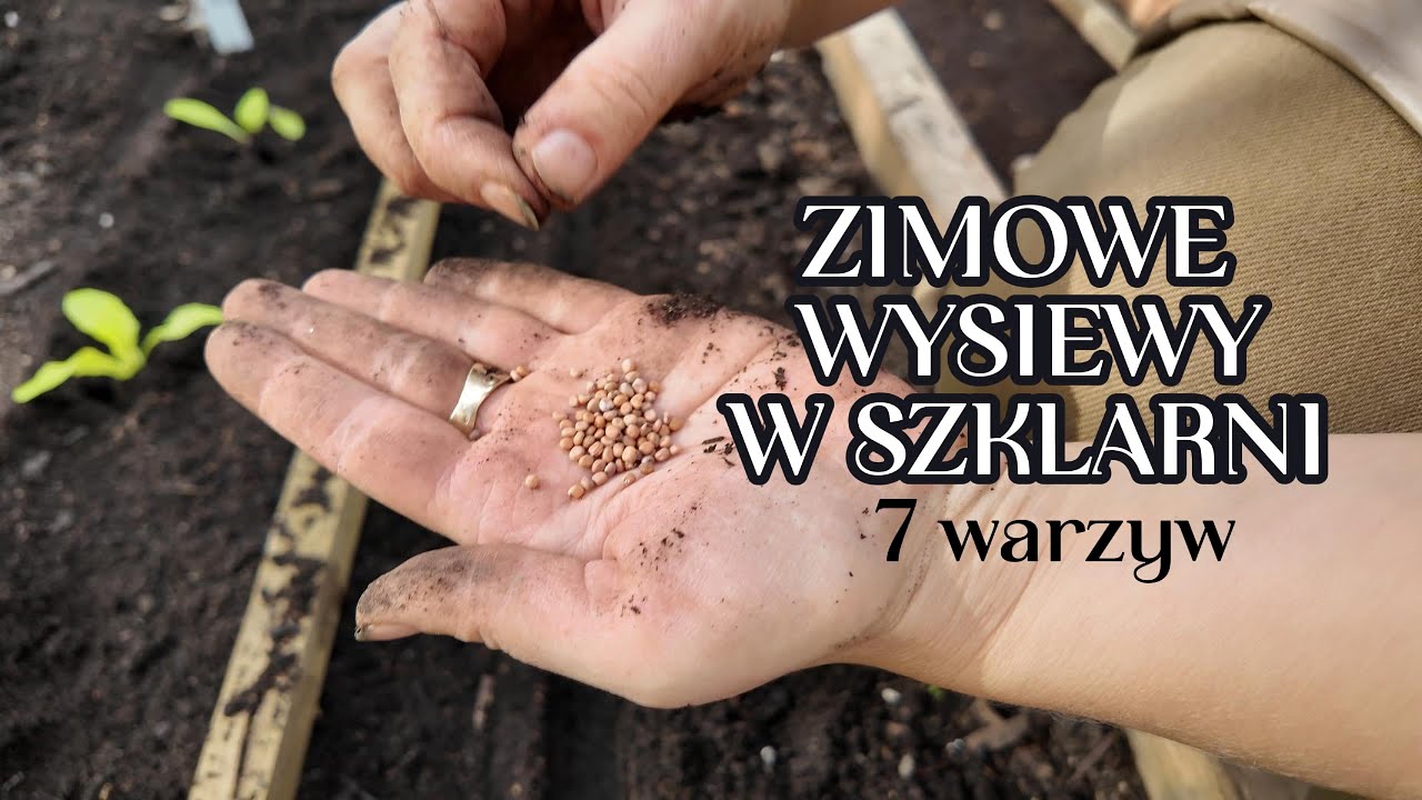 Jadalny Poplon W Szklarni. Ciesz Się Świeżymi Warzywami Zimą. Wysiej jesienią zbieraj zimą.