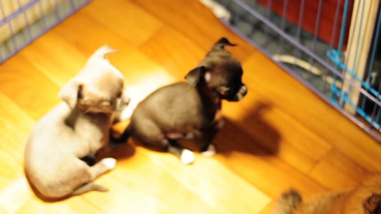 Happy Puppy Чихуахуа и Померанский Шпиц играют 7